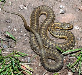 Mexican Garter Snake